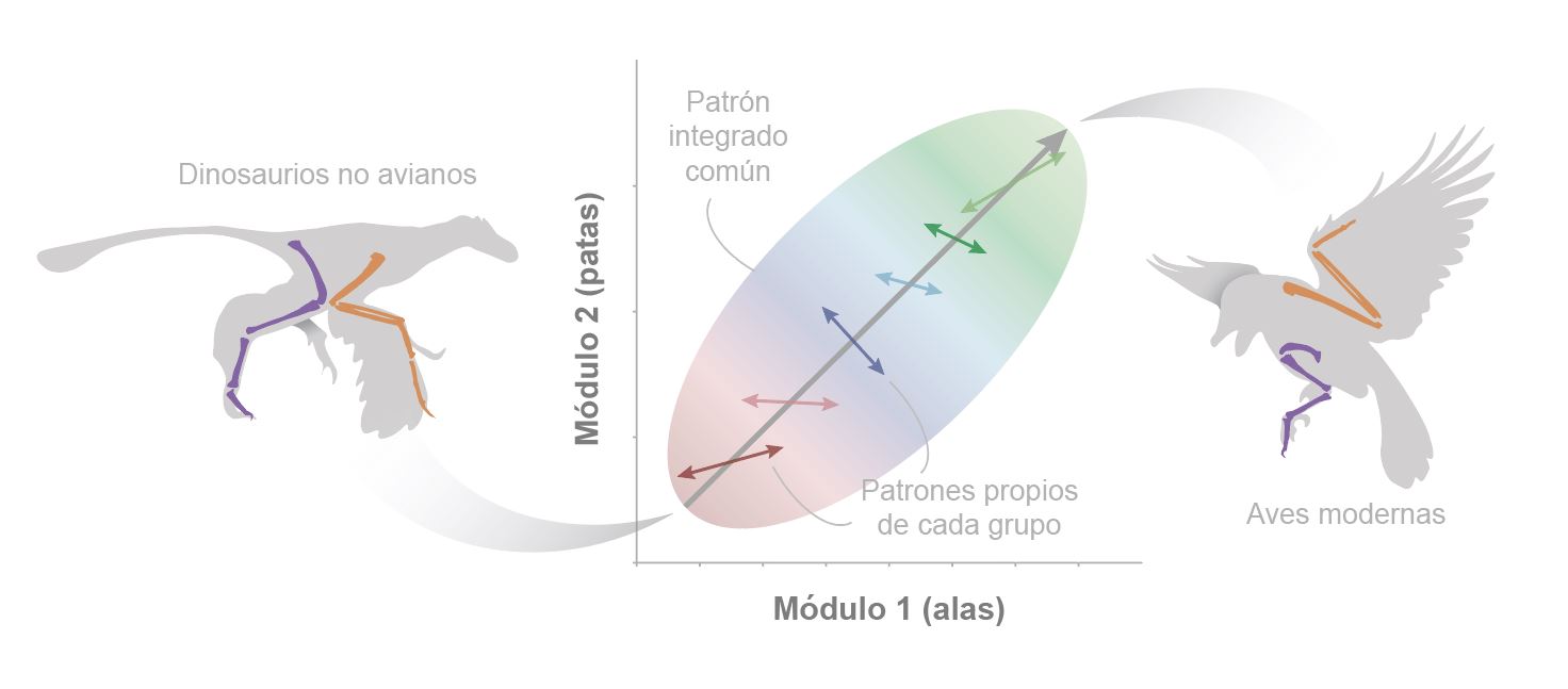 Alas y patas evolucionaron de manera acoplada desde los dinosaurios no avianos (izquierda) hasta las aves modernas (derecha), a pesar de sus direcciones evolutivas propias (flechas), describiendo un patrón integrado (elipse) condicionado por el desarrollo embrionario y no tanto por el origen del vuelo/ UAM